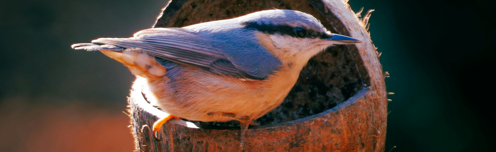 feed the birds in your garden