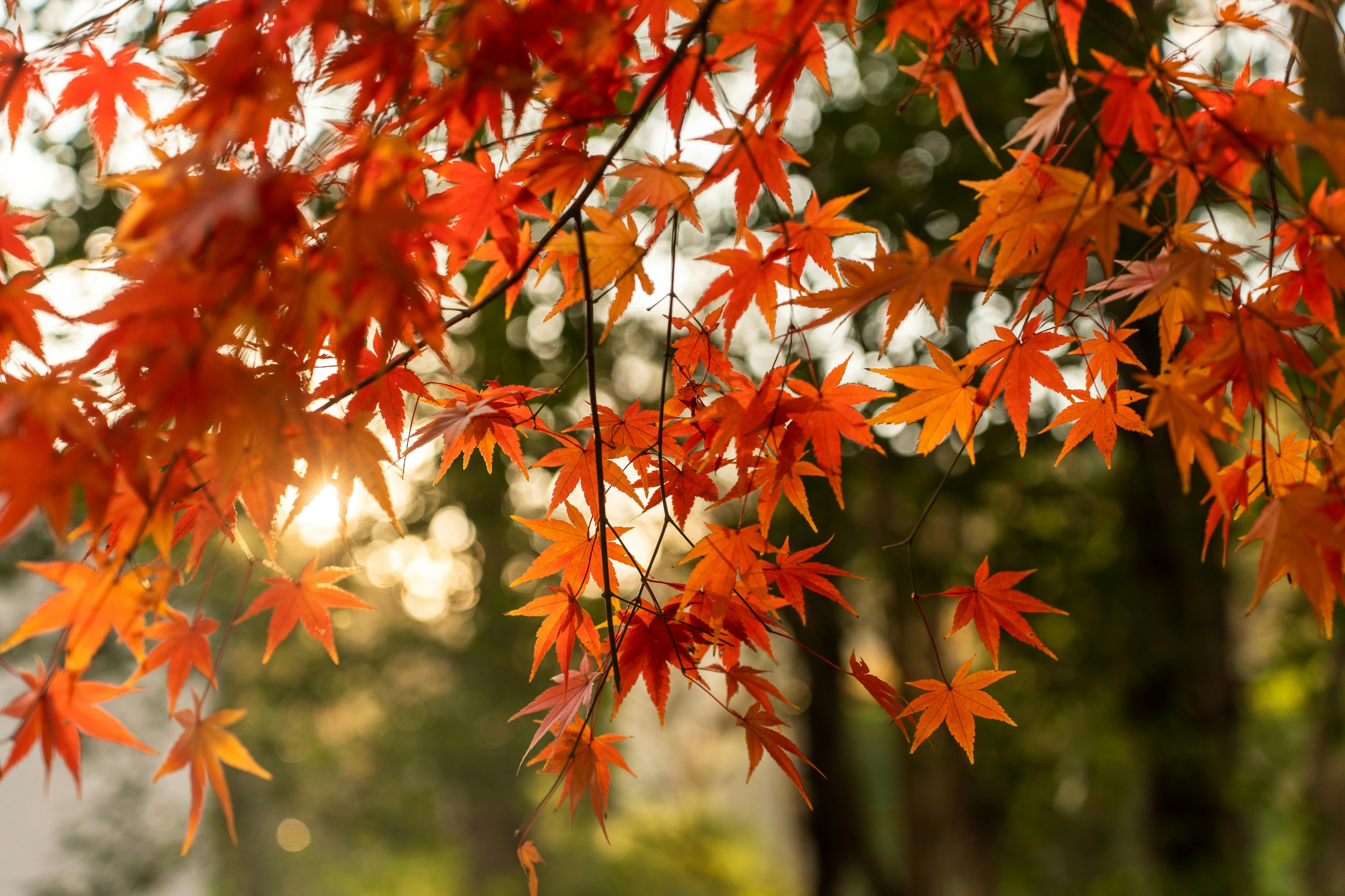 Red, yellow and orange autumn leaves in tree