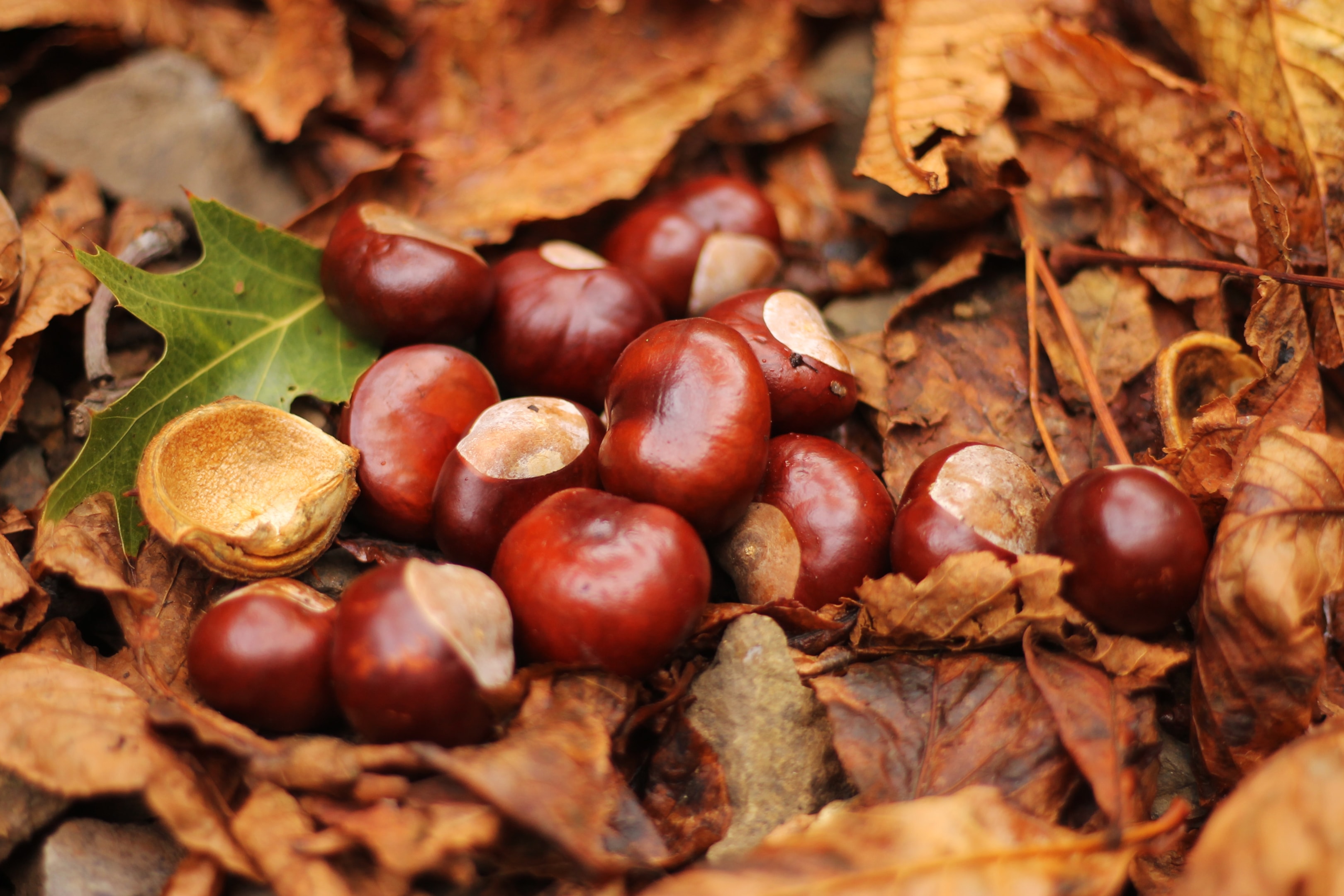 Horse chestnuts are a classic autumn find and perfect for crafts.