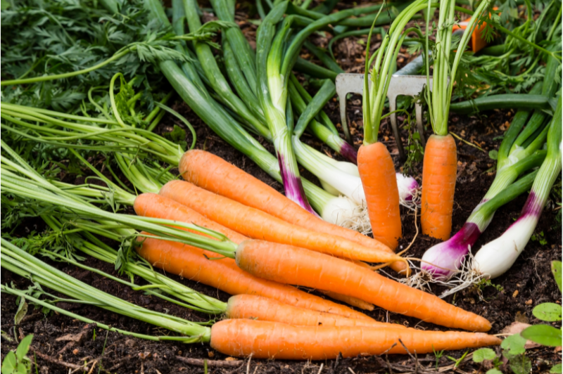 carrots in garden vegetable patch